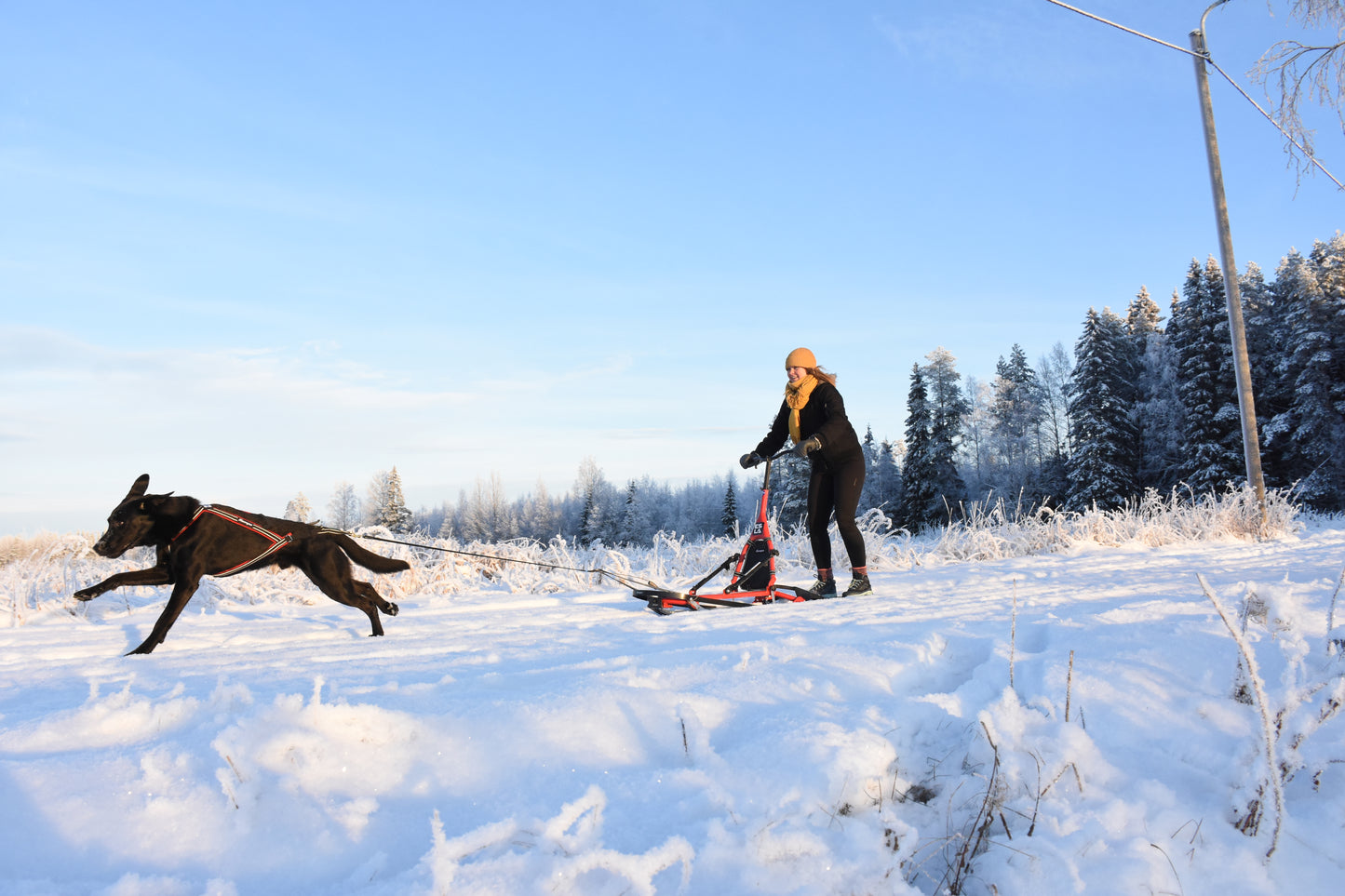 ESLA Adventure Dogsled with Mushing Package