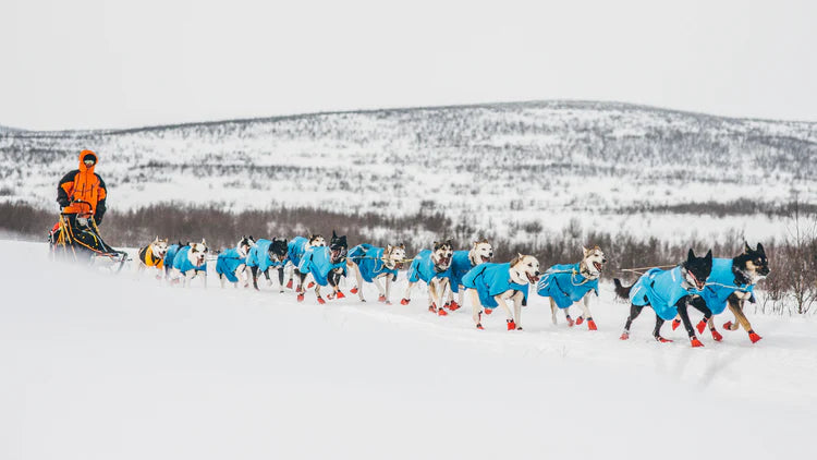 Long Distance Bootie - Non-Stop Dogwear