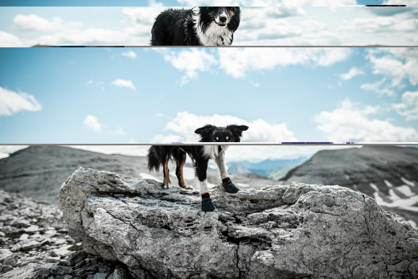 Protector Bootie - Non-Stop Dogwear