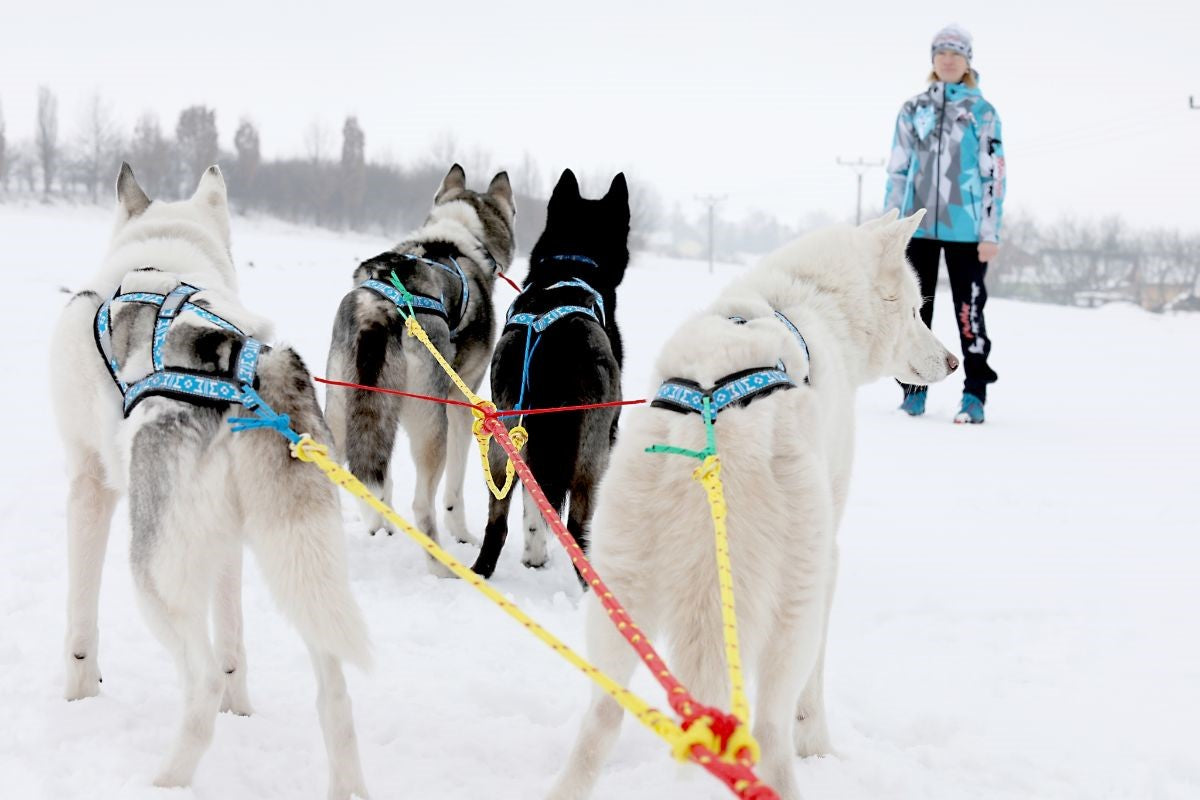 Manmat Sled/Canicross Harness