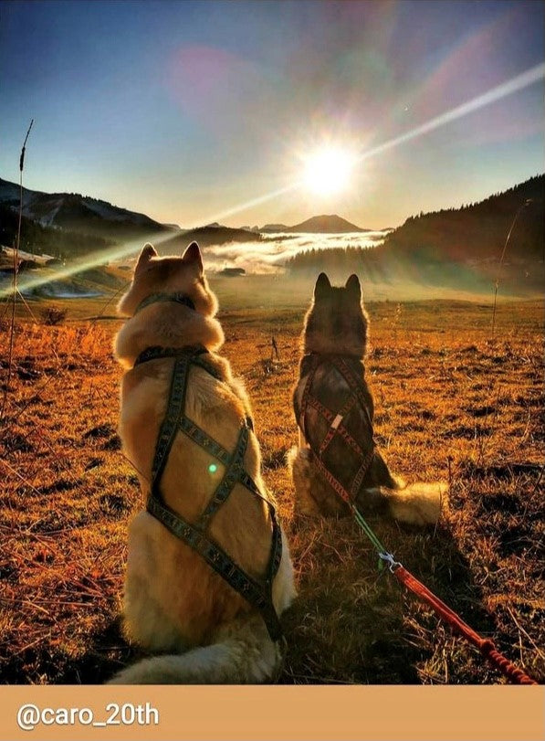 Manmat Sled/Canicross Harness