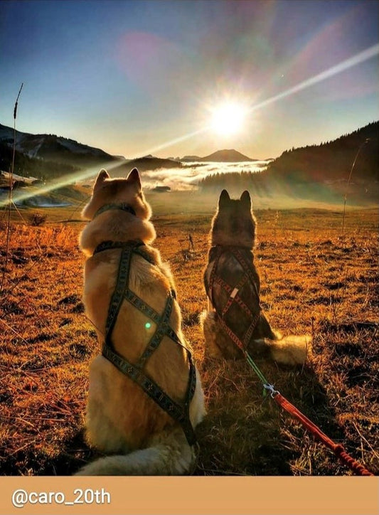 Manmat Sled/Canicross Harness