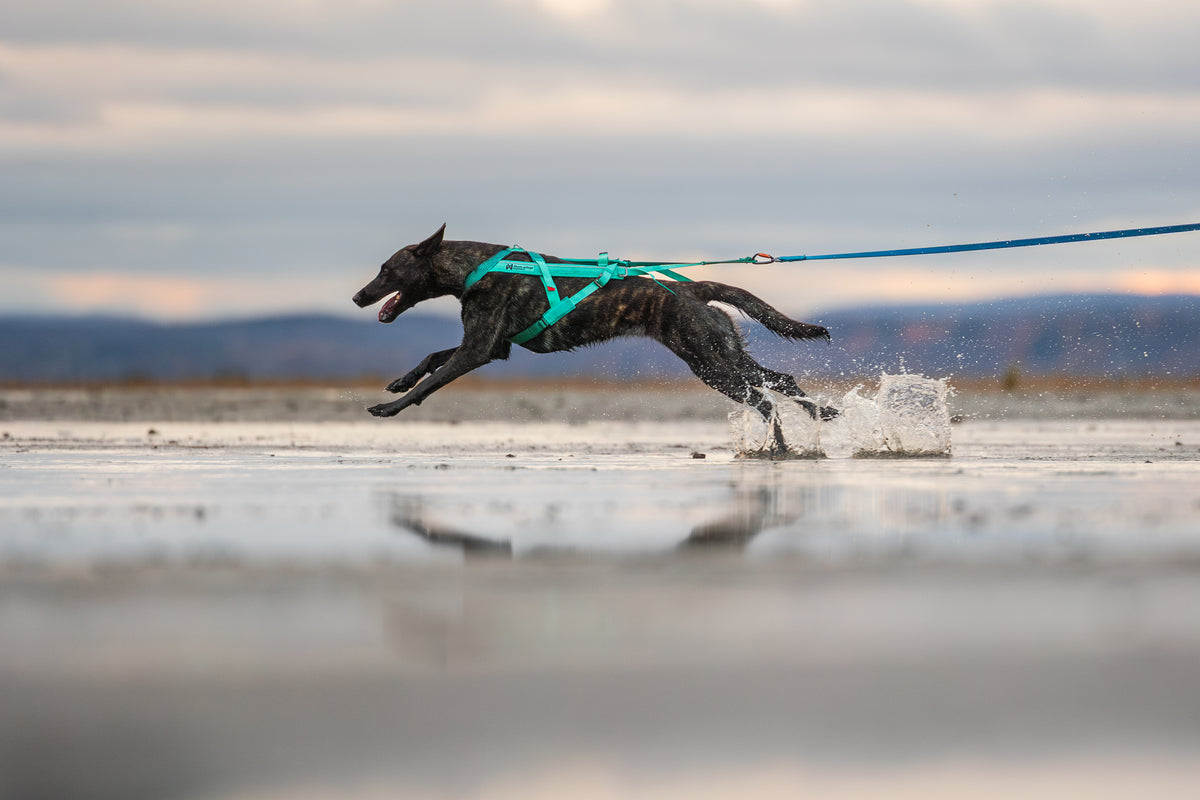 Freemotion 5.0 - Non-Stop Dog Wear