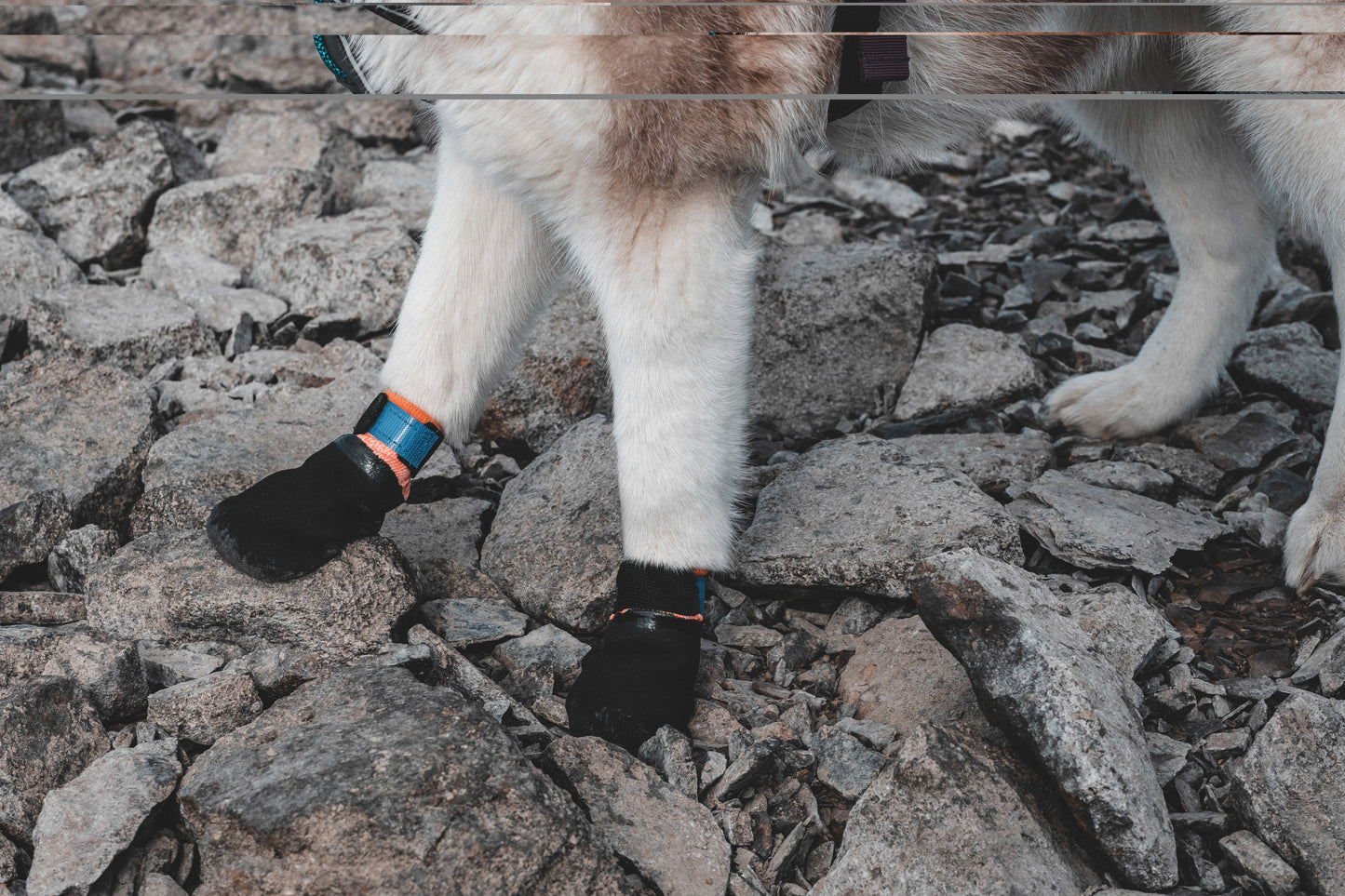 Protector Bootie - Non-Stop Dogwear